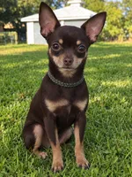 Little 3 lb chihuahua , a male Chihuahua for sale in Haines City, FL – 1 of 1