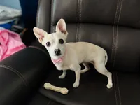 Sugar , a female Chihuahua for sale in Sebring, FL – 2 of 3