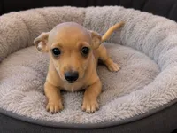 Bella , a female Chihuahua for sale in Sebring, FL – 1 of 1