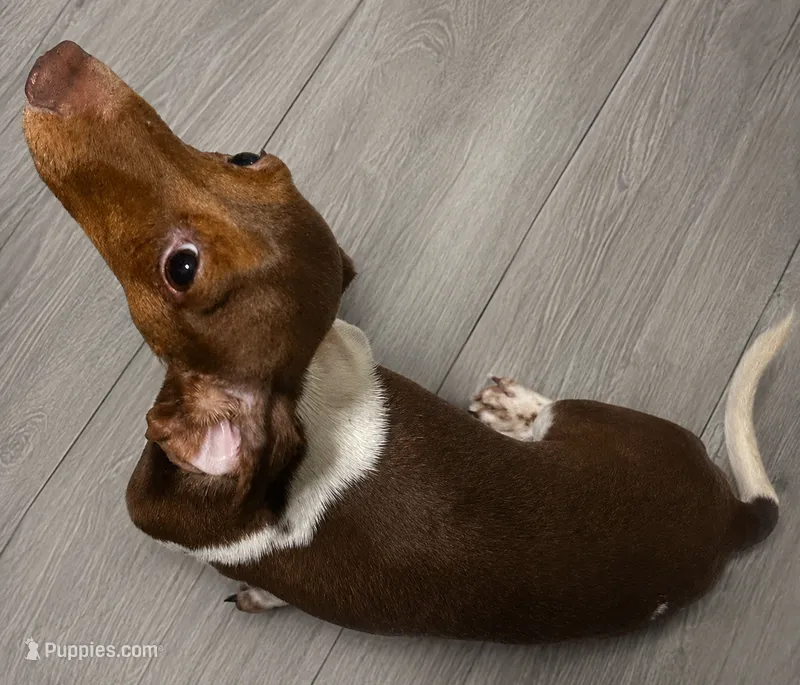 Kush – Miniature Dachshund puppy for sale in Sebring, FL