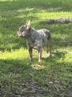 Chakira , a female French Bulldog for sale in Haines City, FL – 2 of 3