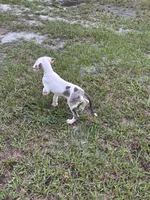 Let’s find him a good home 🥹, a male Great Dane for sale in Haines City, FL – 2 of 4