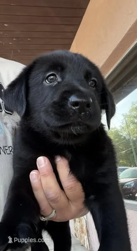 Viola  – Labrador Retriever puppy for sale in Sebring, FL