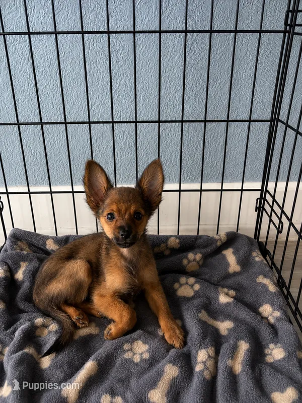 Leo – Chihuahua puppy for sale in Sebring, FL