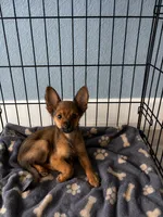 Leo, a male Chihuahua for sale in Sebring, FL – 1 of 1