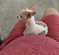 Jules the 3lb chihuahua , a female Chihuahua for sale in Haines City, FL – 2 of 3