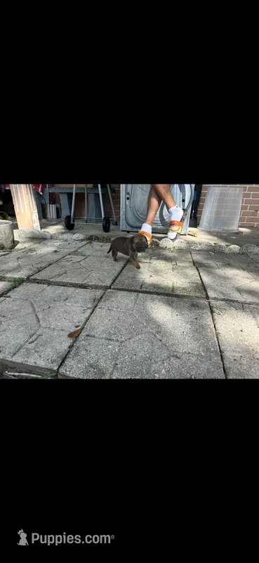 Kona  – German Shepherd Dog puppy for sale in Haines City, FL