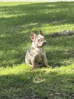 Chakira , a female French Bulldog for sale in Haines City, FL – 3 of 3