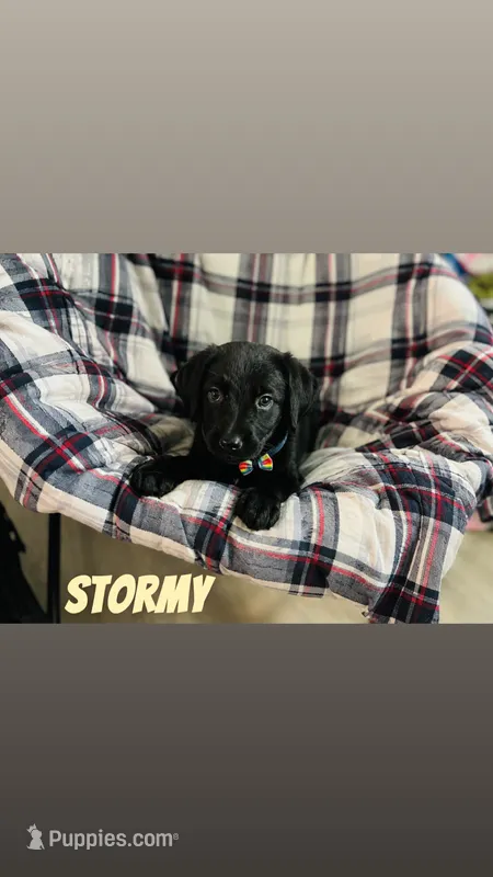 Stormy  – Labrador Retriever puppy for sale in Sebring, FL
