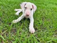 Apollo , a male Great Dane for sale in Haines City, FL – 2 of 3