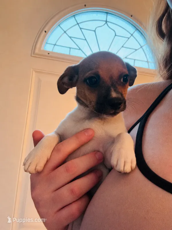 Roxy  – Chihuahua puppy for sale in Sebring, FL