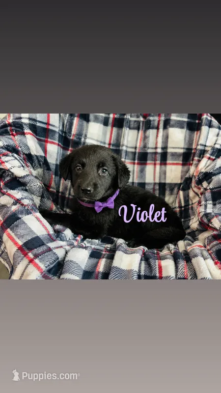 Viola  – Labrador Retriever puppy for sale in Sebring, FL