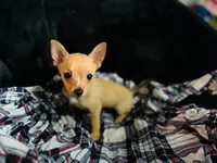 Clover , a female Chihuahua for sale in Sebring, FL – 1 of 1