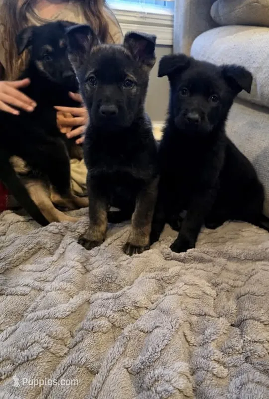 Stella – German Shepherd Dog puppy for sale in Sebring, FL