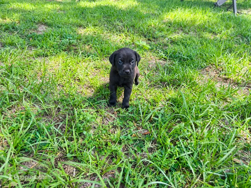 Lucy  – Labrador Retriever puppy for sale in Haines City, FL
