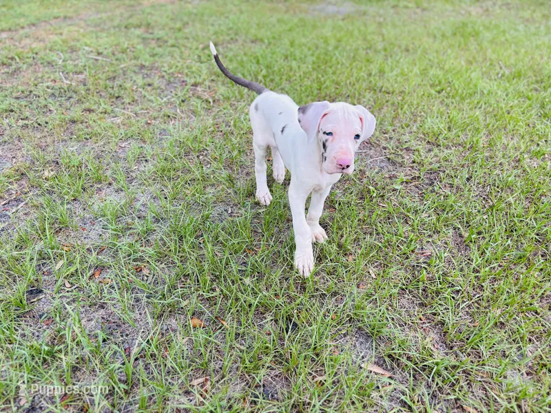 Apollo  – Great Dane puppy for sale in Haines City, FL