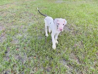 Apollo , a male Great Dane for sale in Haines City, FL – 1 of 3