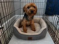 Junior , a male Yorkshire Terrier for sale in Sebring, FL – 1 of 1