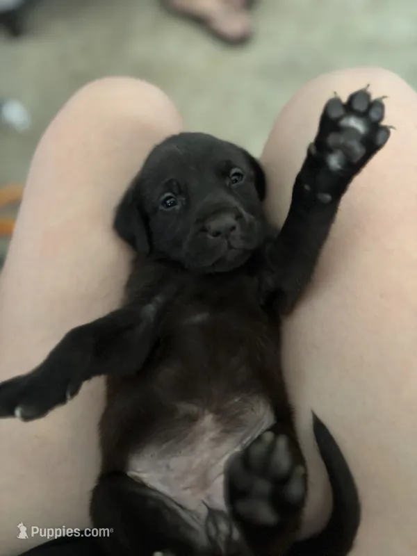 Bruno  – Labrador Retriever puppy for sale in Haines City, FL
