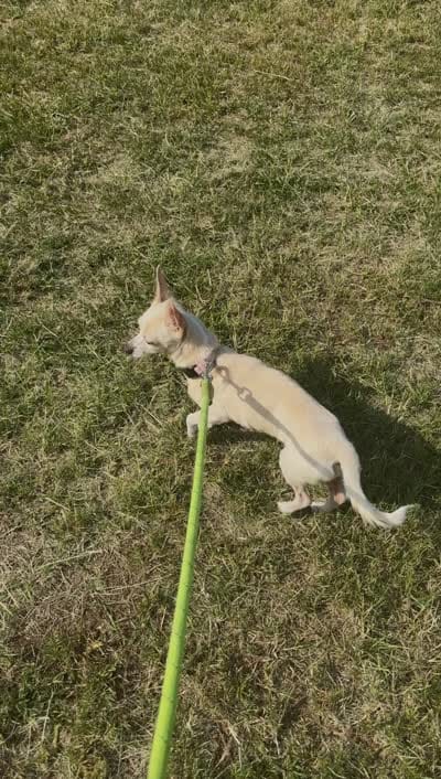 Sugar , a female Chihuahua for sale in Sebring, FL – 3 of 3