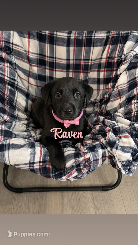 Raven  – Labrador Retriever puppy for sale in Sebring, FL