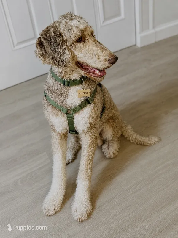 Coffee  – Poodle - Standard  puppy for sale in Sebring, FL