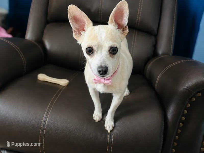 Sugar  – Chihuahua puppy for sale in Sebring, FL