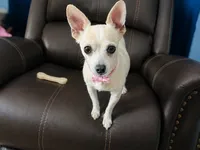 Sugar , a female Chihuahua for sale in Sebring, FL – 1 of 3