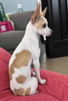 Jules the 3lb chihuahua , a female Chihuahua for sale in Haines City, FL – 3 of 3