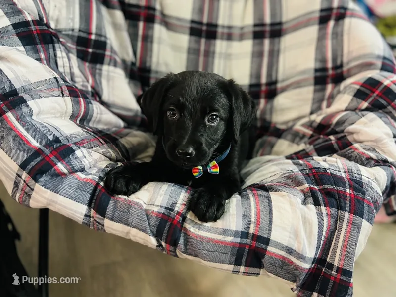 Stormy  – Labrador Retriever puppy for sale in Sebring, FL