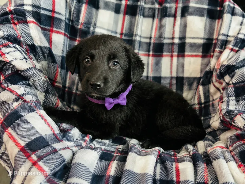 Viola  – Labrador Retriever puppy for sale in Sebring, FL