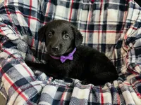 Viola , a female Labrador Retriever for sale in Sebring, FL – 1 of 1