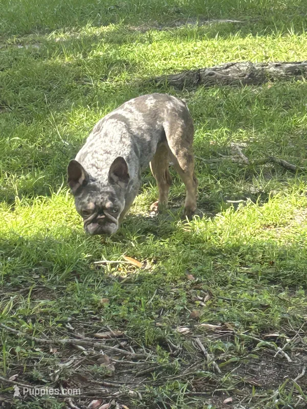 Chakira  – French Bulldog puppy for sale in Haines City, FL