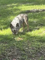 Chakira , a female French Bulldog for sale in Haines City, FL – 1 of 3