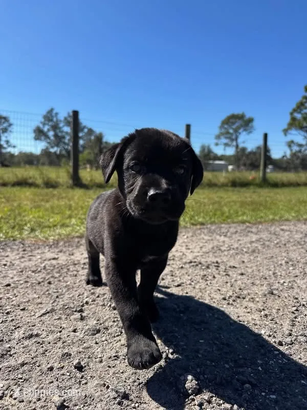 Viola  – Labrador Retriever puppy for sale in Sebring, FL