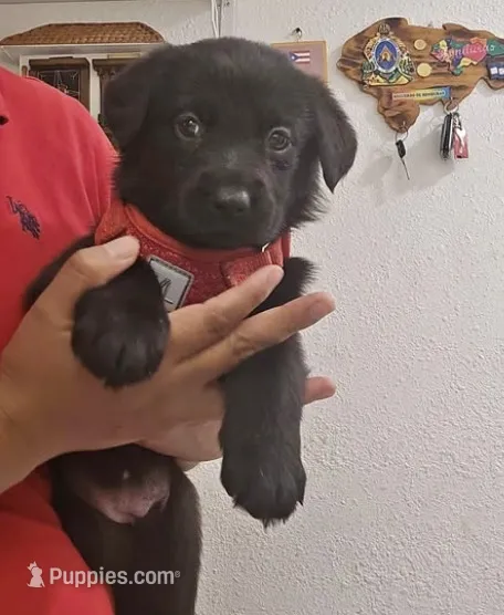 Stella – German Shepherd Dog puppy for sale in Sebring, FL