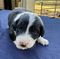 Earl, a male Australian Shepherd for sale in Berea, KY – 6 of 8