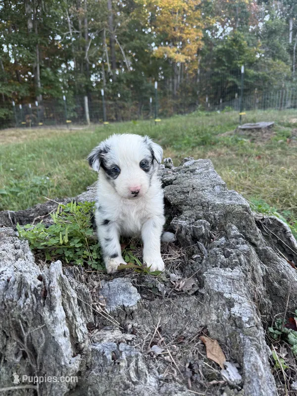 Pip – Australian Shepherd puppy for sale in Berea, KY