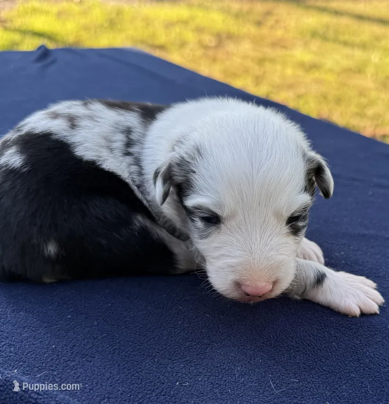 Pip – Australian Shepherd puppy for sale in Berea, KY