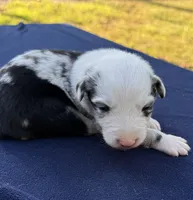 Pip, a male Australian Shepherd for sale in Berea, KY – 6 of 9
