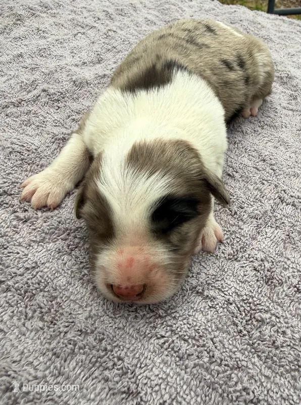 Dolly – Australian Shepherd puppy for sale in Berea, KY