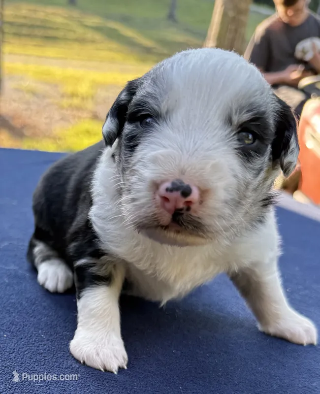 Stanley – Australian Shepherd puppy for sale in Berea, KY