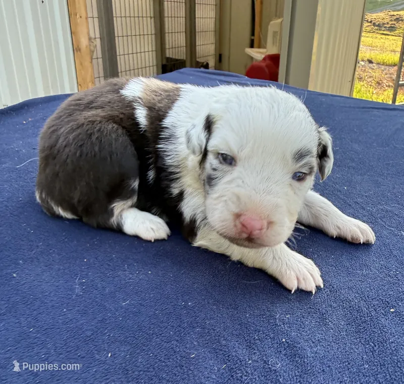Little Debbie – Australian Shepherd puppy for sale in Berea, KY
