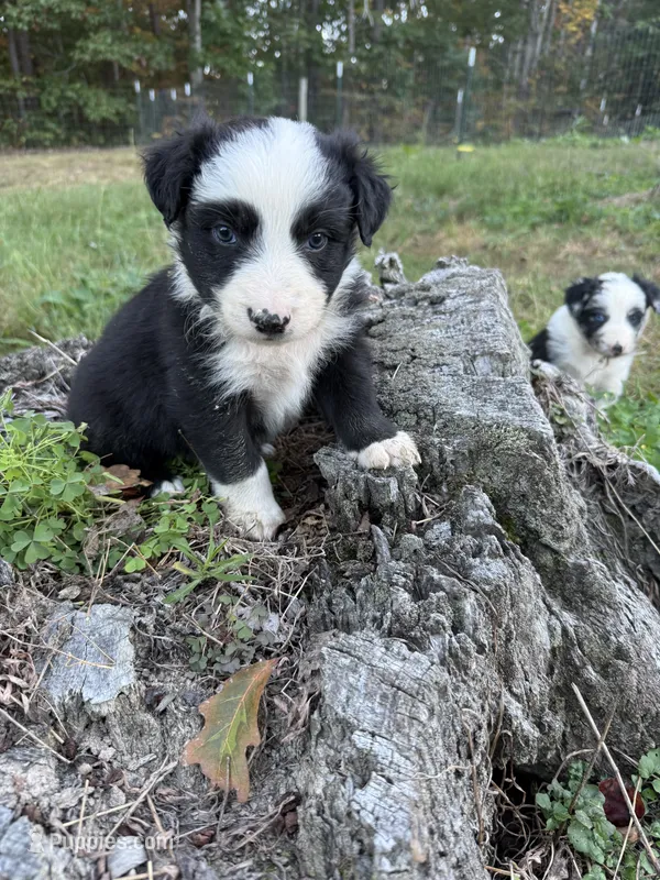 Larry – Australian Shepherd puppy for sale in Berea, KY