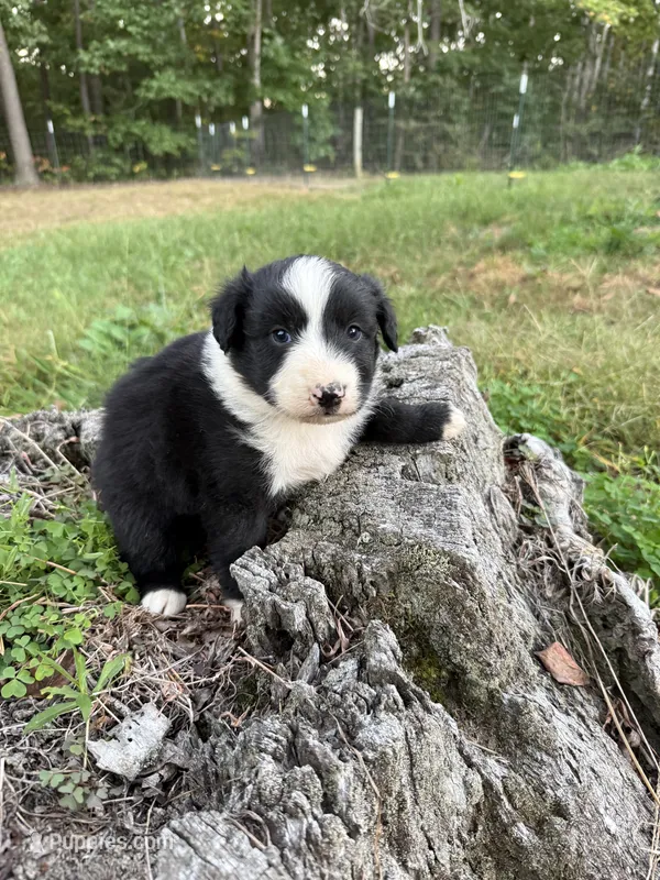 Tom – Australian Shepherd puppy for sale in Berea, KY