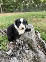 Tom, a male Australian Shepherd for sale in Berea, KY – 3 of 8
