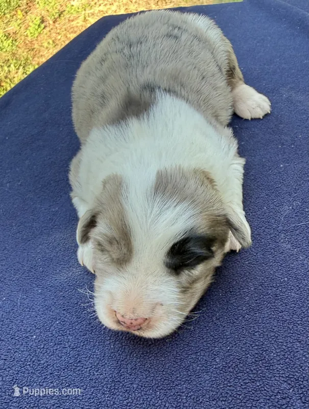 Dolly – Australian Shepherd puppy for sale in Berea, KY