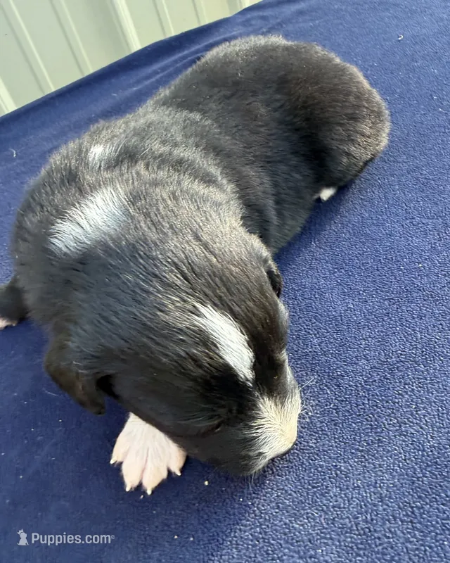 Socks – Australian Shepherd puppy for sale in Berea, KY
