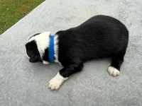 Earl, a male Australian Shepherd for sale in Berea, KY – 2 of 2