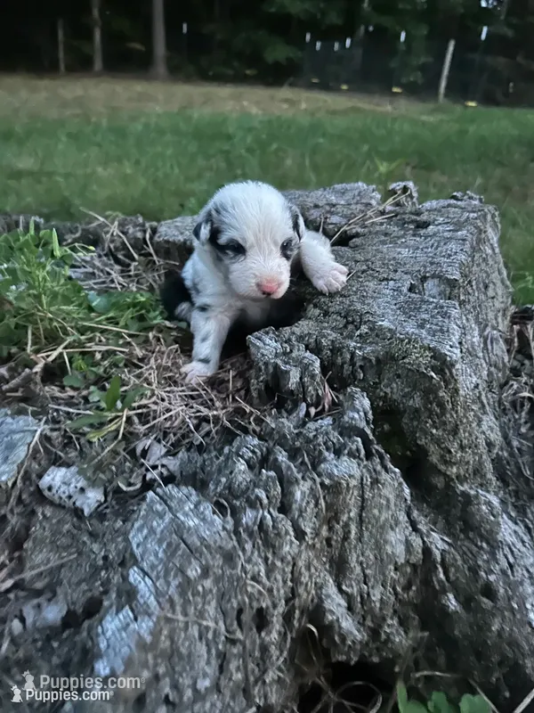Stanley – Australian Shepherd puppy for sale in Berea, KY
